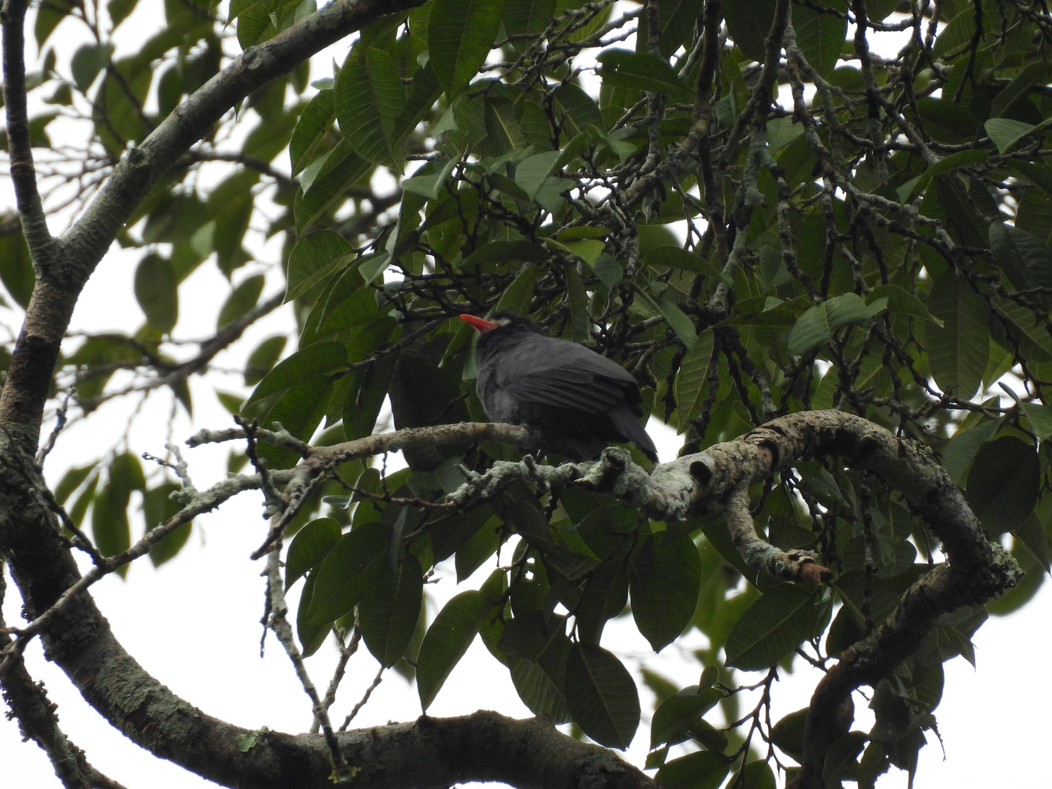 White-fronted Nunbird (Monasa morphoeus), photo 5