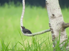 Acridotheres cristatellus