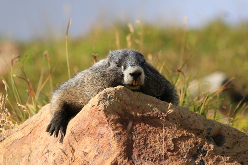 Hoary Marmot