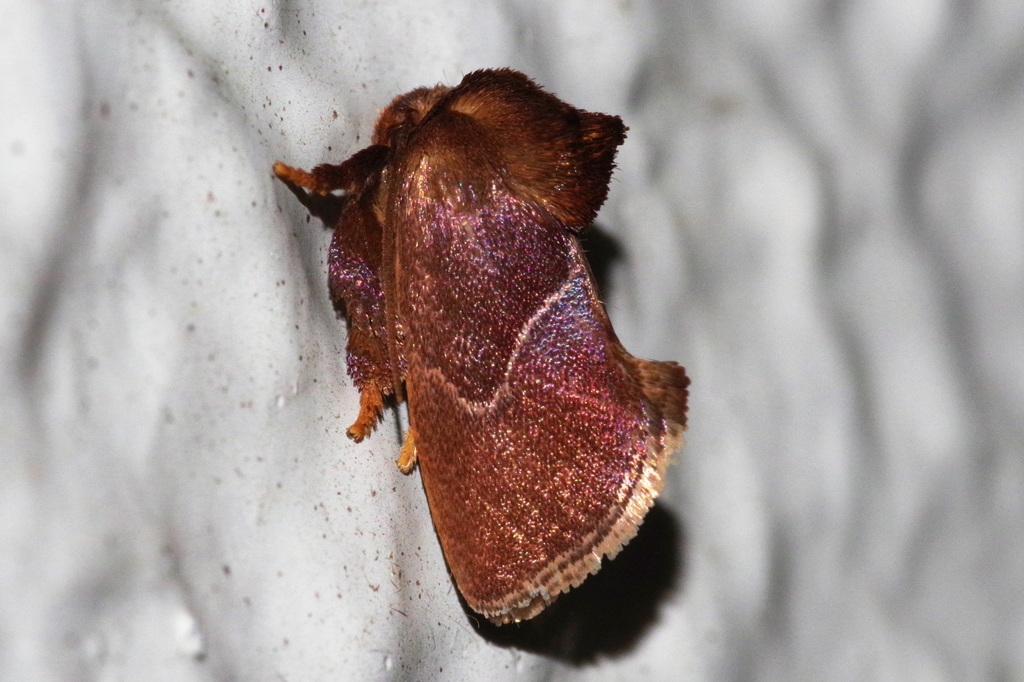 Phrixolepia sericea