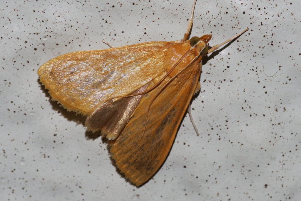 Prodasycnemis inornata