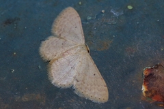 Idaea sakuraii