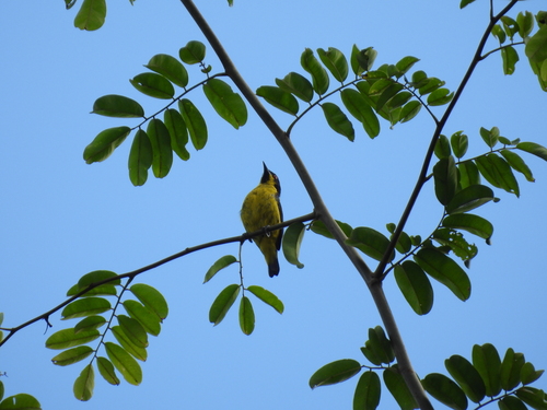 Yellow-bellied Dacnis (Dacnis flaviventer), photo 2