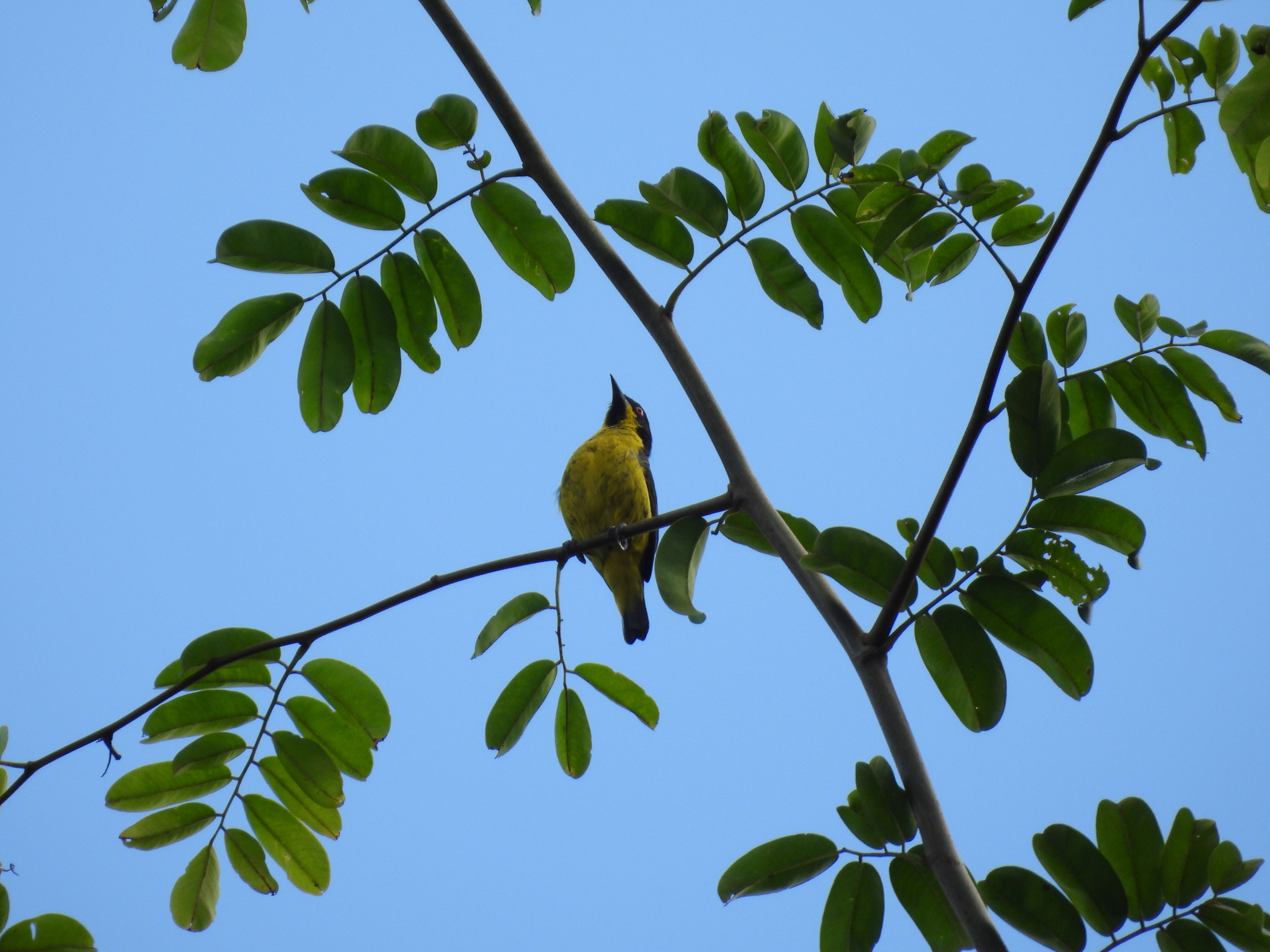 Yellow-bellied Dacnis (Dacnis flaviventer), photo 2