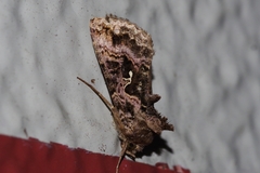 Ctenoplusia ichinosei