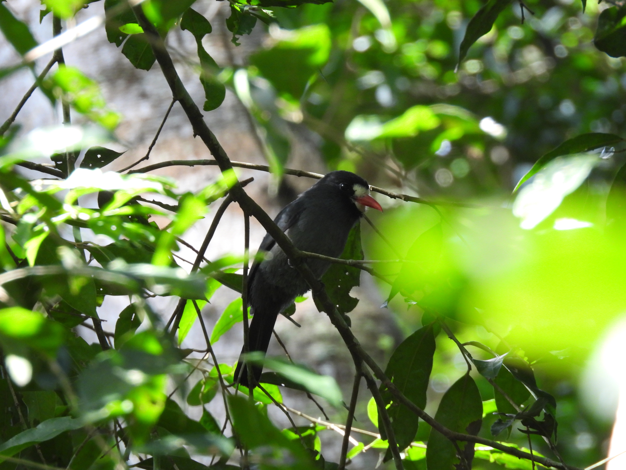 White-fronted Nunbird (Monasa morphoeus), photo 4