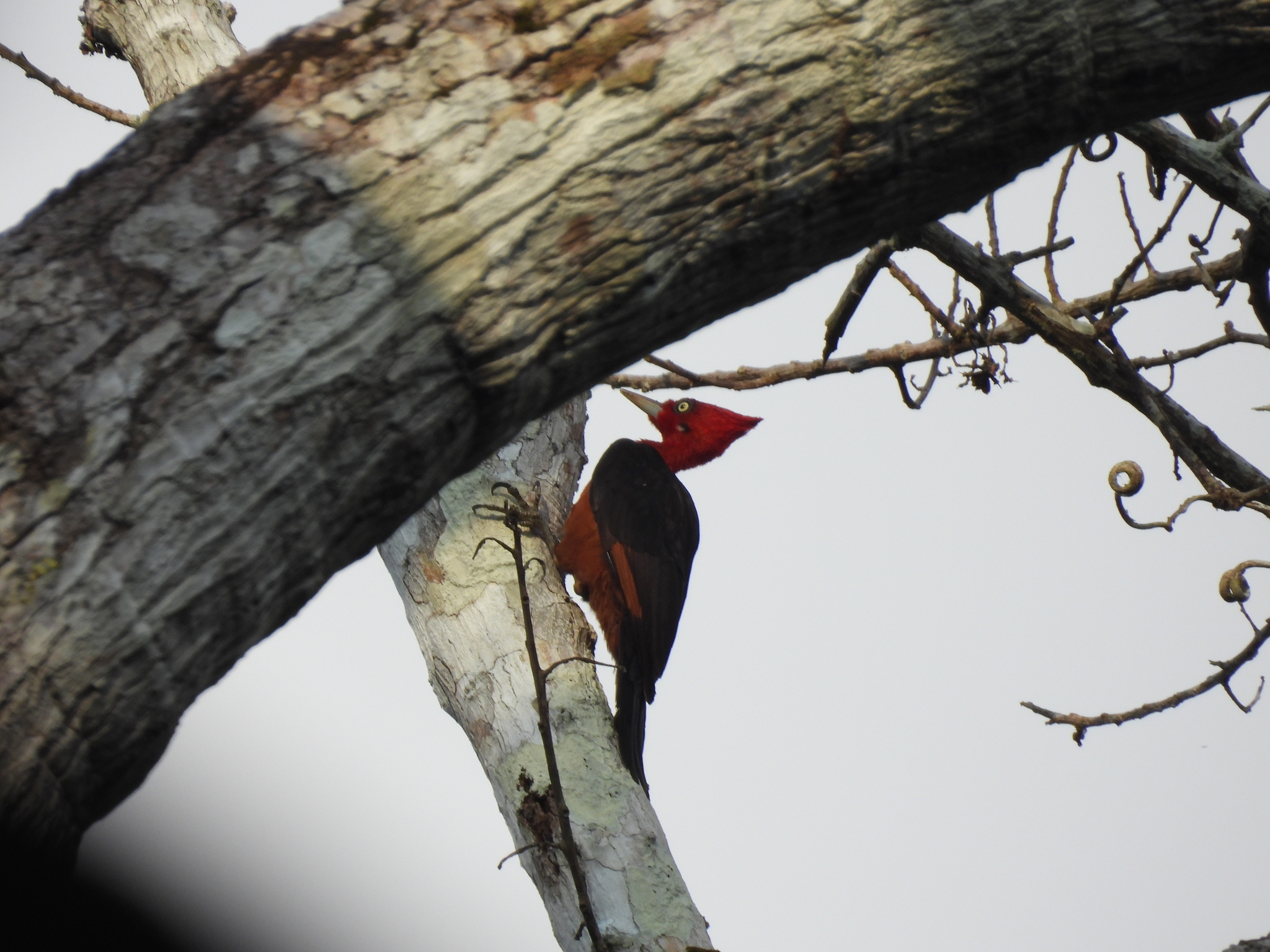 Red-necked Woodpecker (Campephilus rubricollis), photo 8