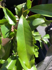 Beilschmiedia obtusifolia