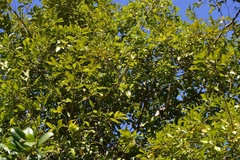 Beilschmiedia obtusifolia