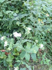 Ageratina altissima