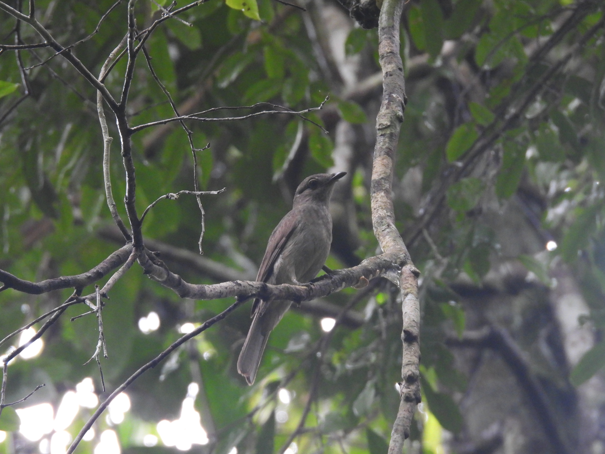 Screaming Piha (Lipaugus vociferans), photo 6