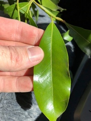 Beilschmiedia obtusifolia