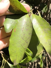 Beilschmiedia obtusifolia