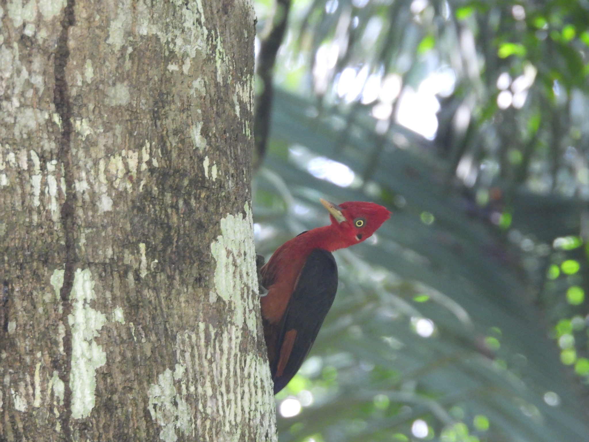 Red-necked Woodpecker (Campephilus rubricollis), photo 7
