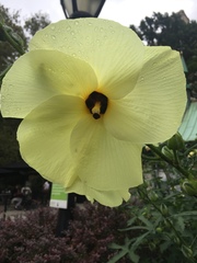 Abelmoschus esculentus