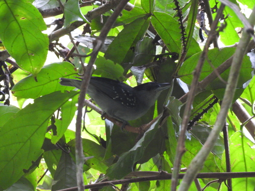 Spot-winged Antshrike (Pygiptila stellaris), photo 1
