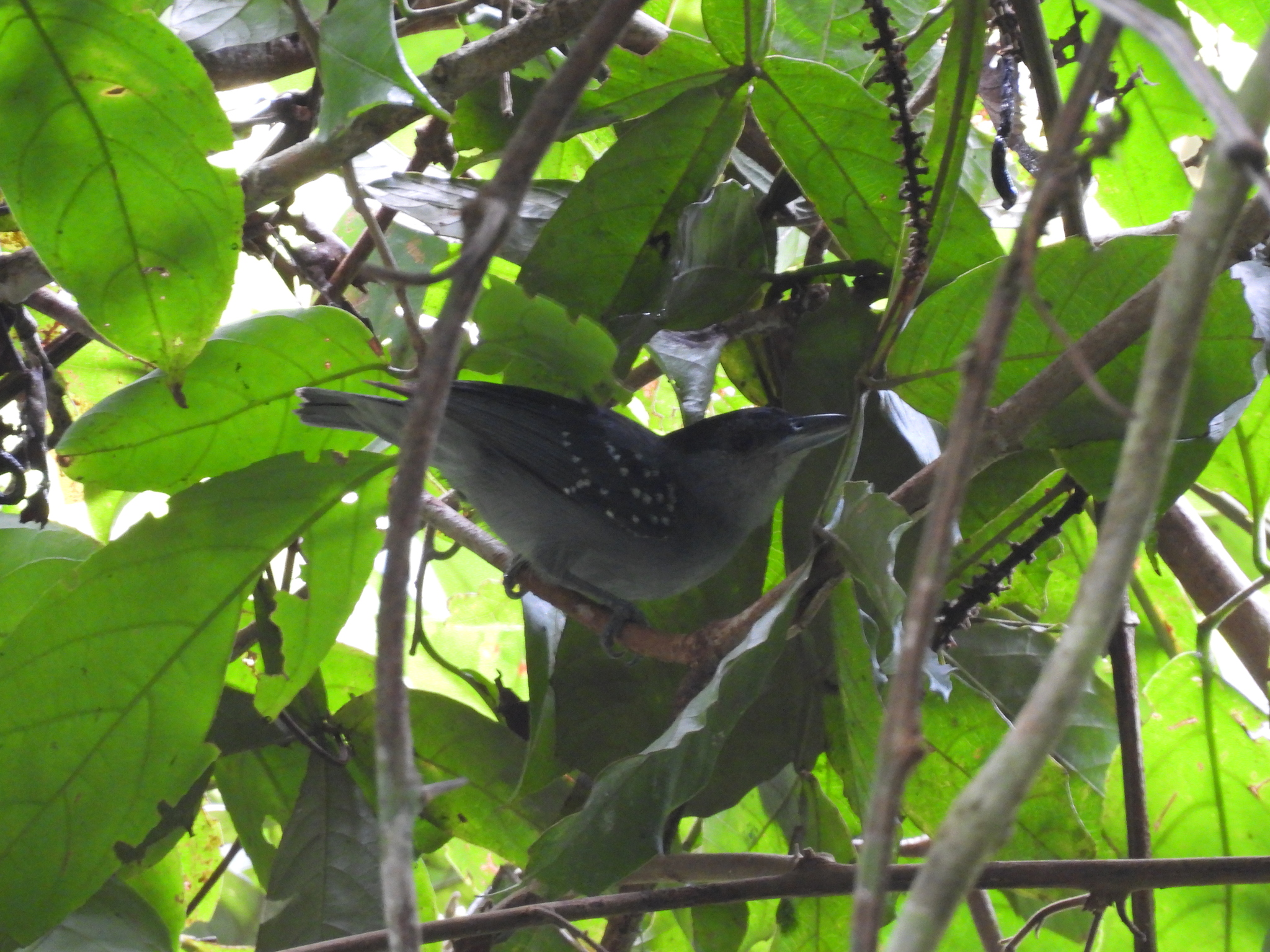 Spot-winged Antshrike (Pygiptila stellaris), photo 1