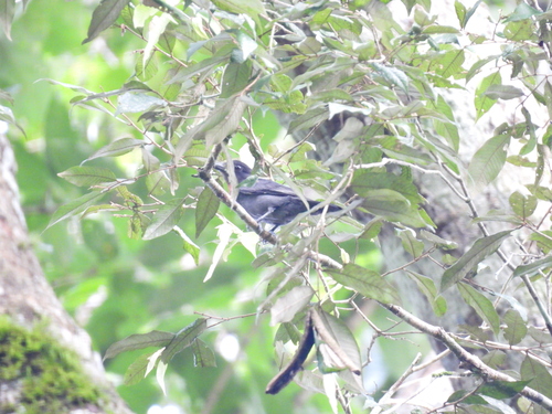 Pink-throated Becard (Pachyramphus minor)
