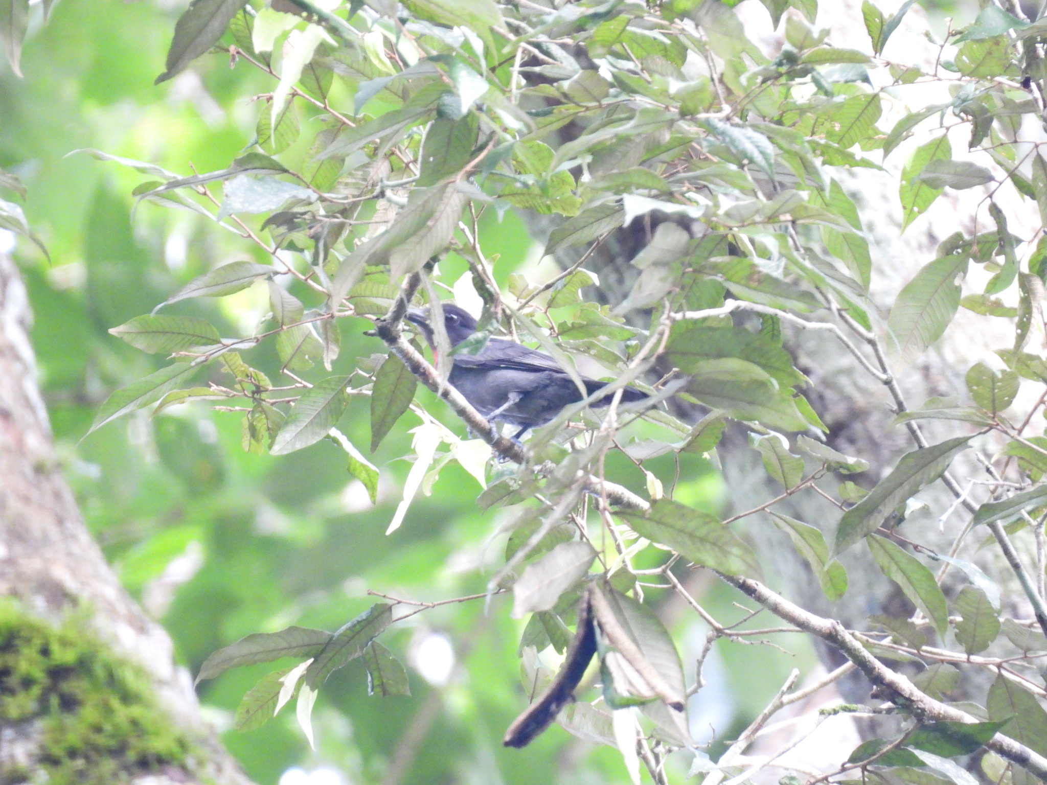 Pink-throated Becard (Pachyramphus minor), photo 1