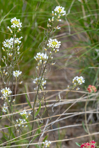 Whited's fissurewort (Halimolobos whitedii)