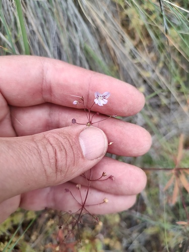 large-flowered tonella (Tonella floribunda)