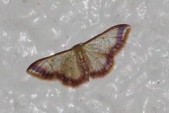 Idaea impexa
