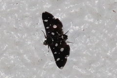 Bocchoris inspersalis