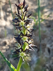 Wurmbea spicata