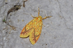 Barsine striata