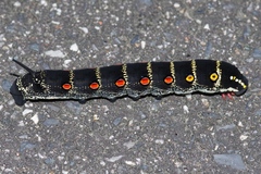 Theretra oldenlandiae