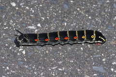 Theretra oldenlandiae