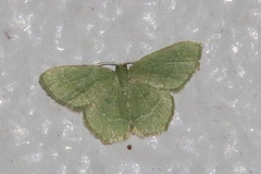Idiochlora ussuriaria