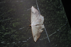 Peratostega deletaria