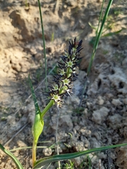 Wurmbea spicata