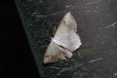 Peratostega deletaria