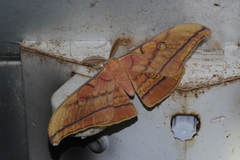 Antheraea yamamai yamamai