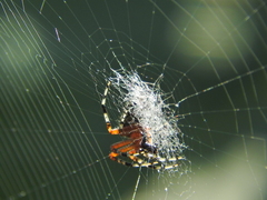 Araneidae