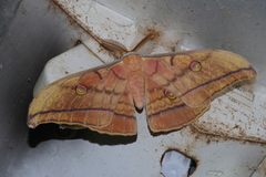 Antheraea yamamai yamamai