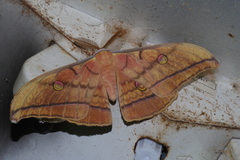 Antheraea yamamai yamamai