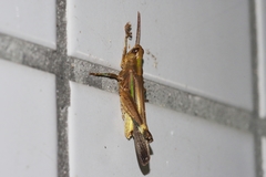 Aiolopus thalassinus tamulus