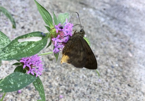 Crusea hispida, photograph 4