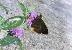 Crusea hispida, photograph author not stated, no rights reserved