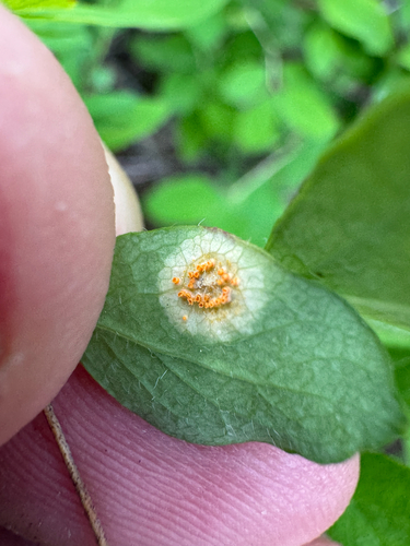 Puccinia crandallii observed 2025-05-26