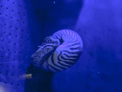 Nautilus