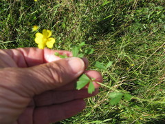 Potentilla anglica
