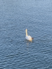 Cygnus olor