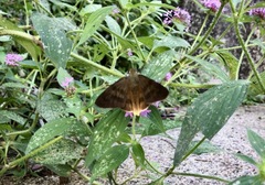 Crusea hispida, photograph author not stated, no rights reserved