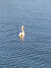 Cygnus olor