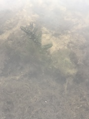 Ceratophyllum