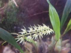Dendrochilum gracile